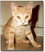 Baby Hobbes